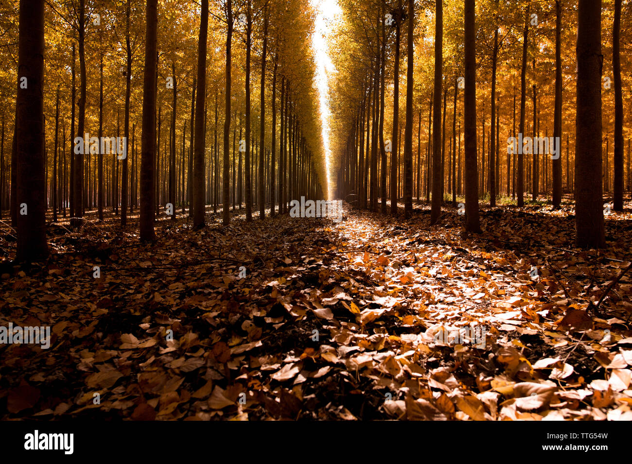 Forest trees fallen leaves hi-res stock photography and images - Alamy