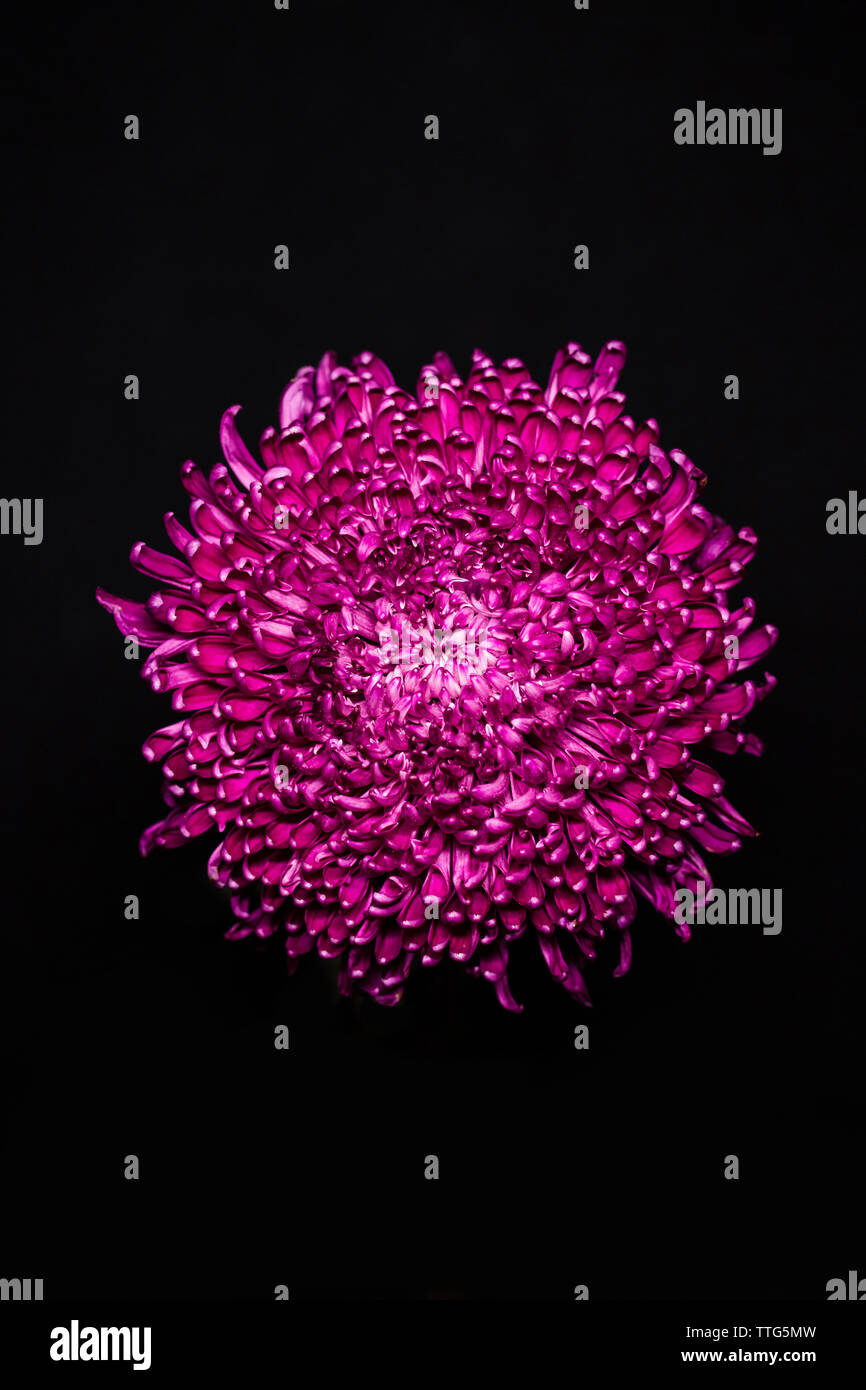 Black chrysanthemum hi-res stock photography and images - Alamy