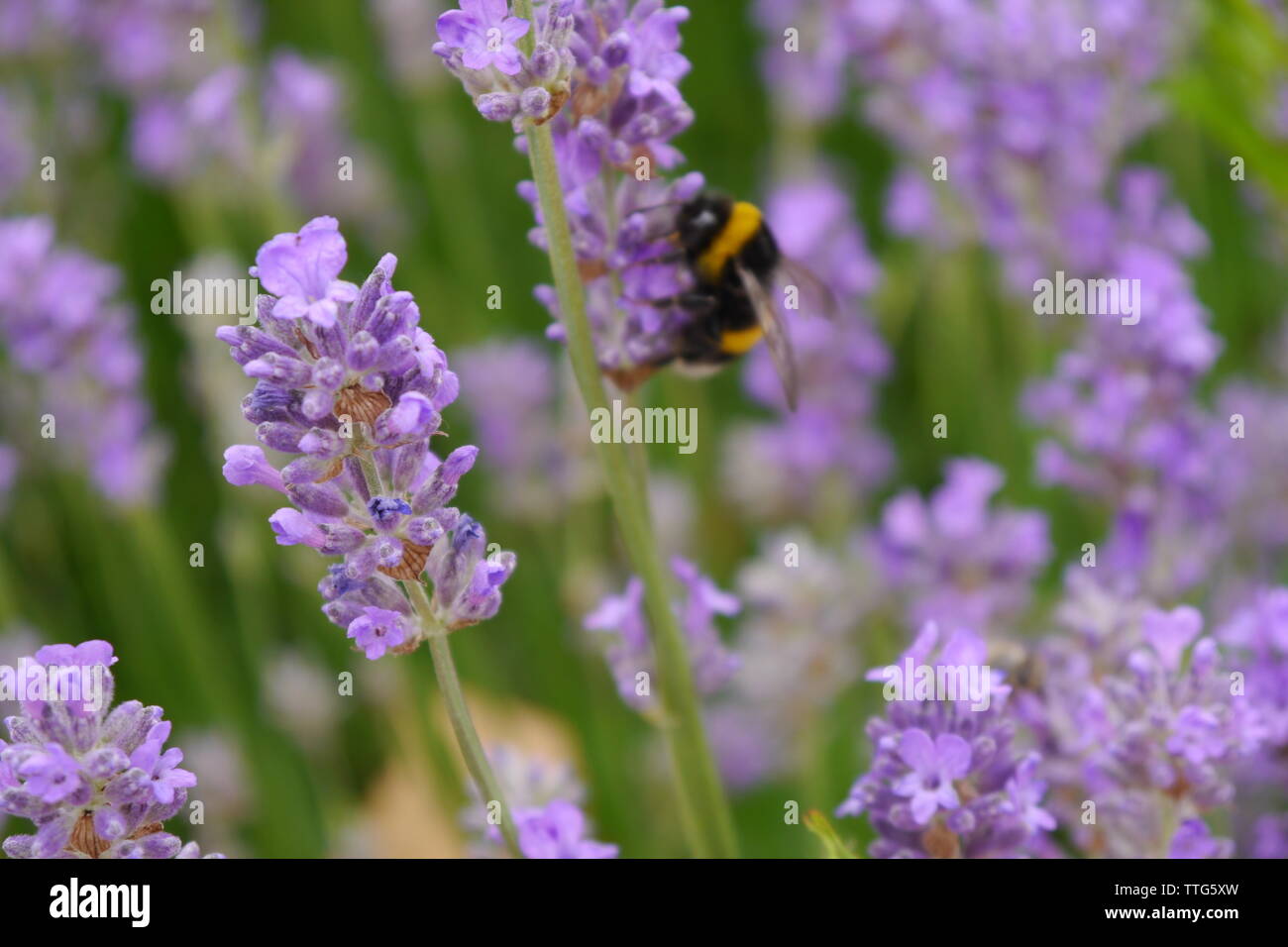 Bumblebee and purple lavender Stock Photo - Alamy