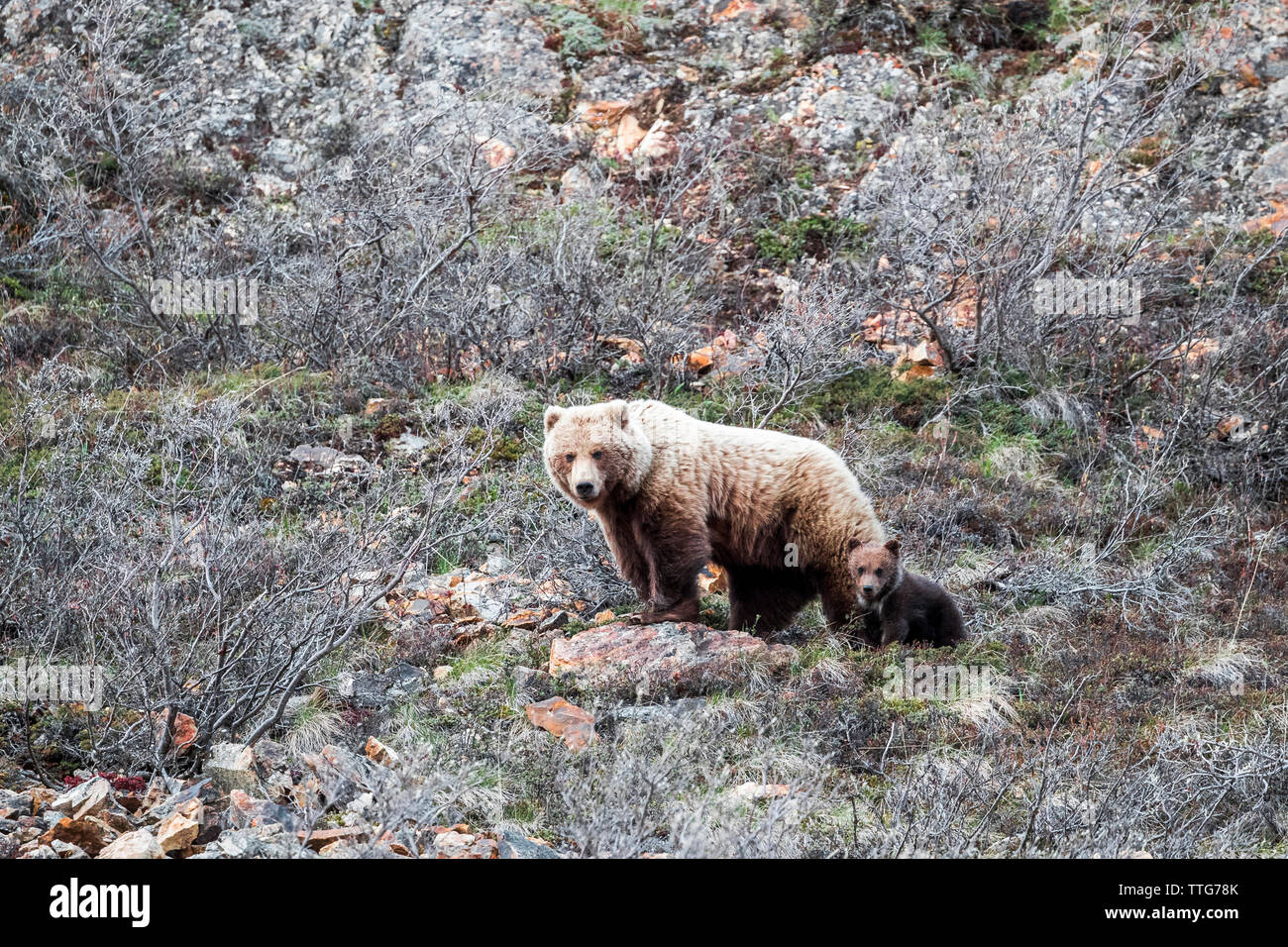 Bear and cub on land amidst dried plants at Denali National Park Stock Photo