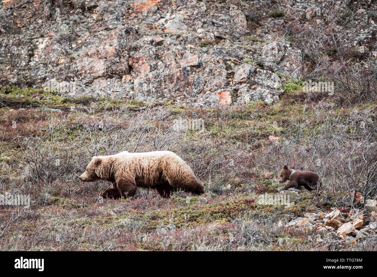 Bear and cub walking on land amidst dried plants at Denali National Park Stock Photo