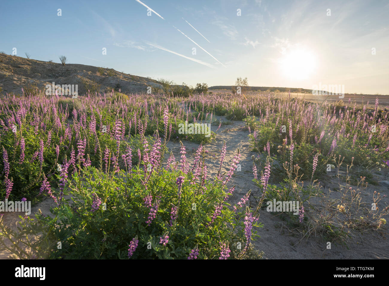 Desert wildflowers hi-res stock photography and images - Alamy
