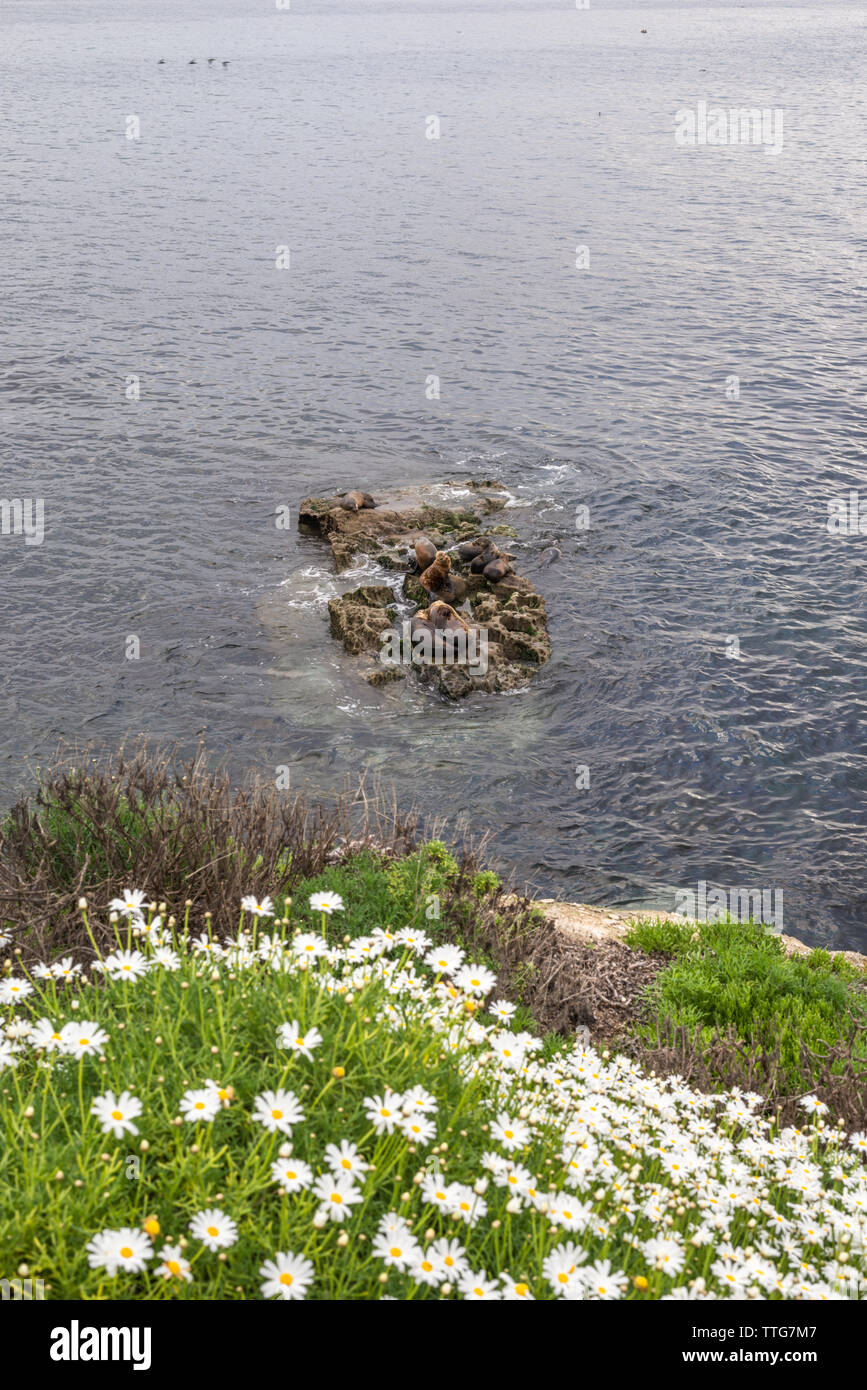 California Coastal Wildflowers High Resolution Stock Photography and ...