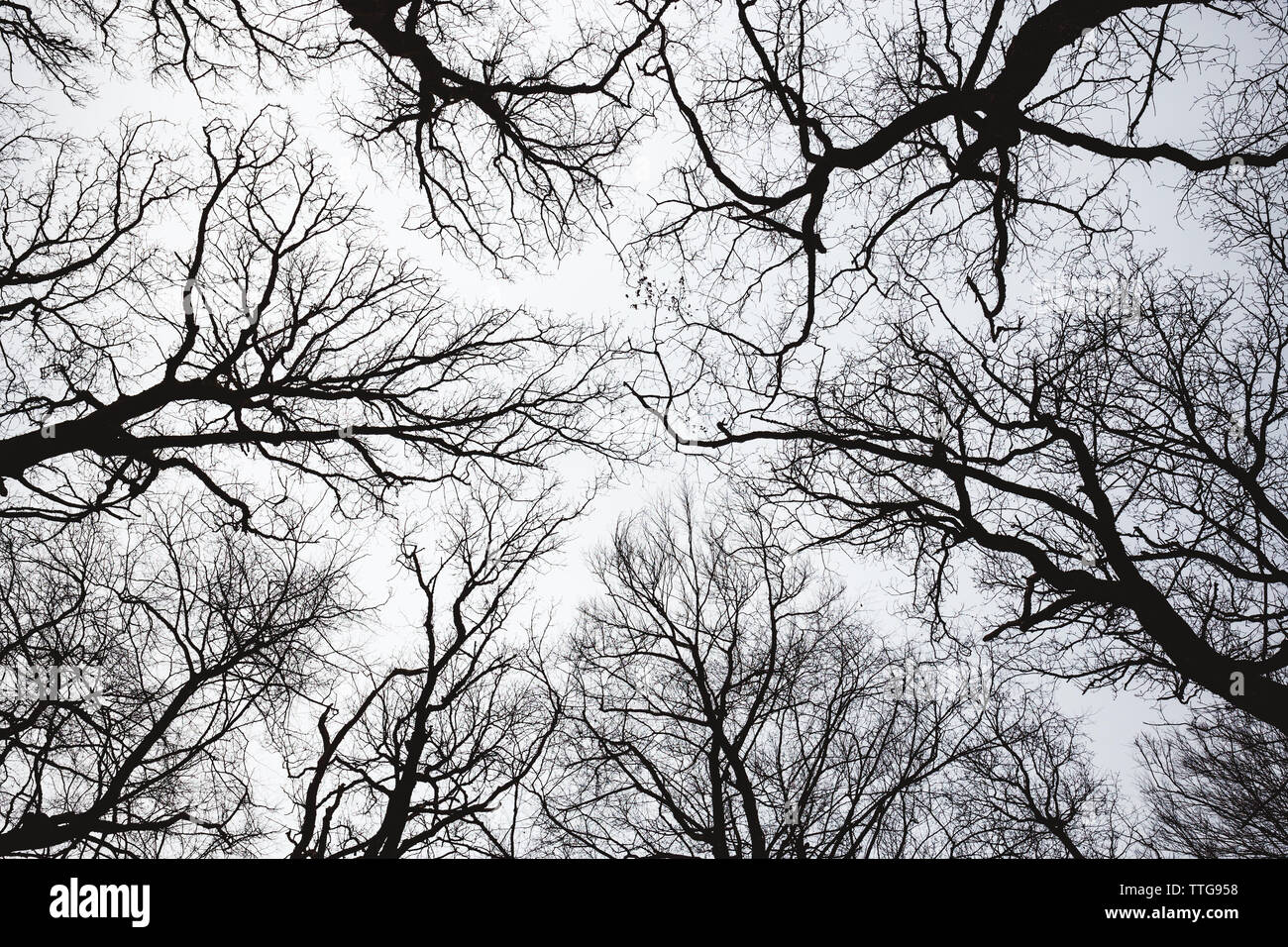 looking up through leafless tree branches Stock Photo