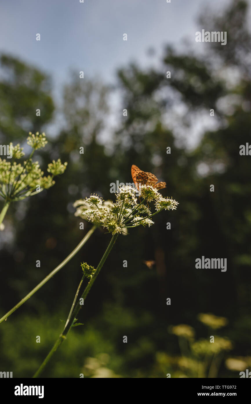 White orange butterfly hires stock photography and images Alamy