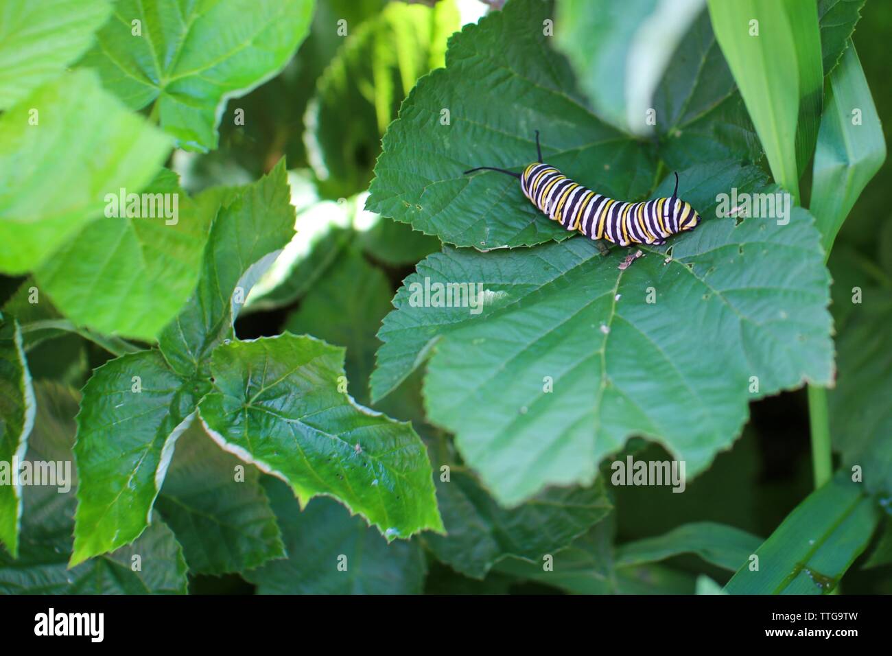 Monarch caterpillar resting on a leaf Stock Photo