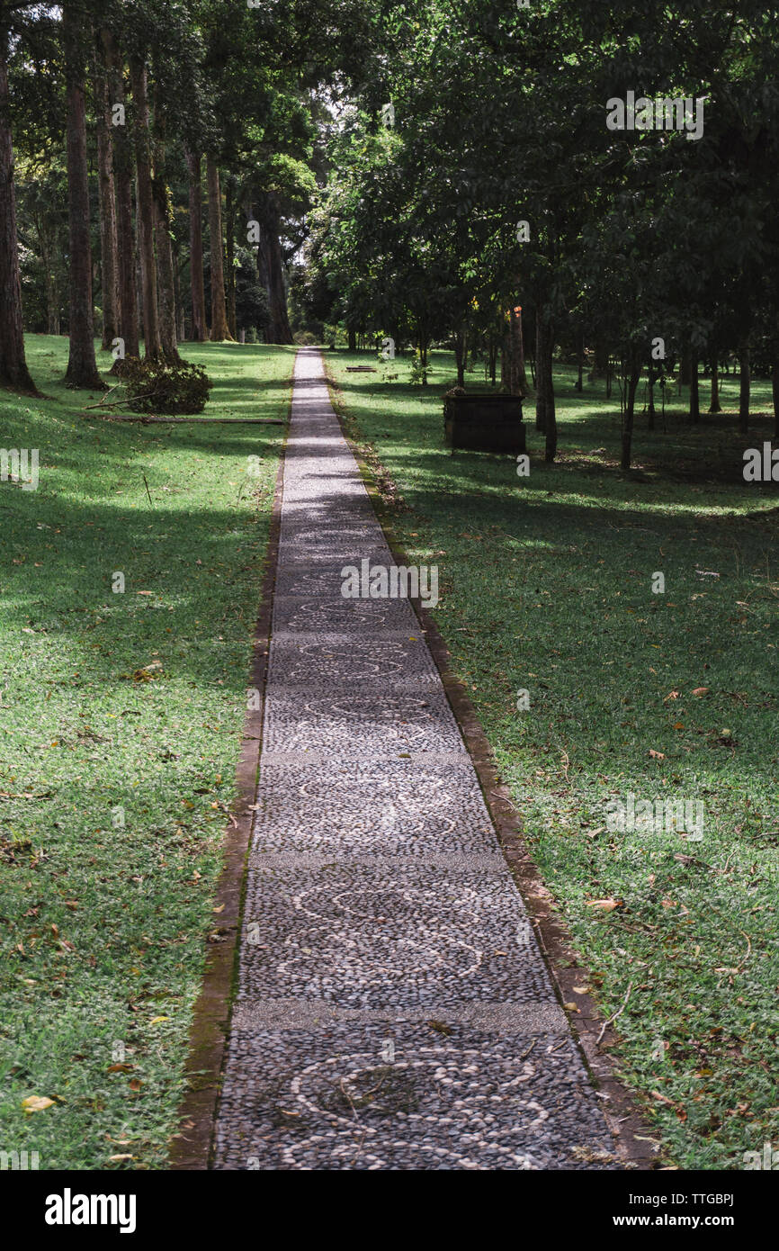View of alley in forest hi-res stock photography and images - Alamy