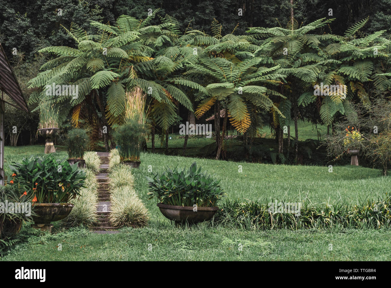 Tropical stone path hi-res stock photography and images - Alamy