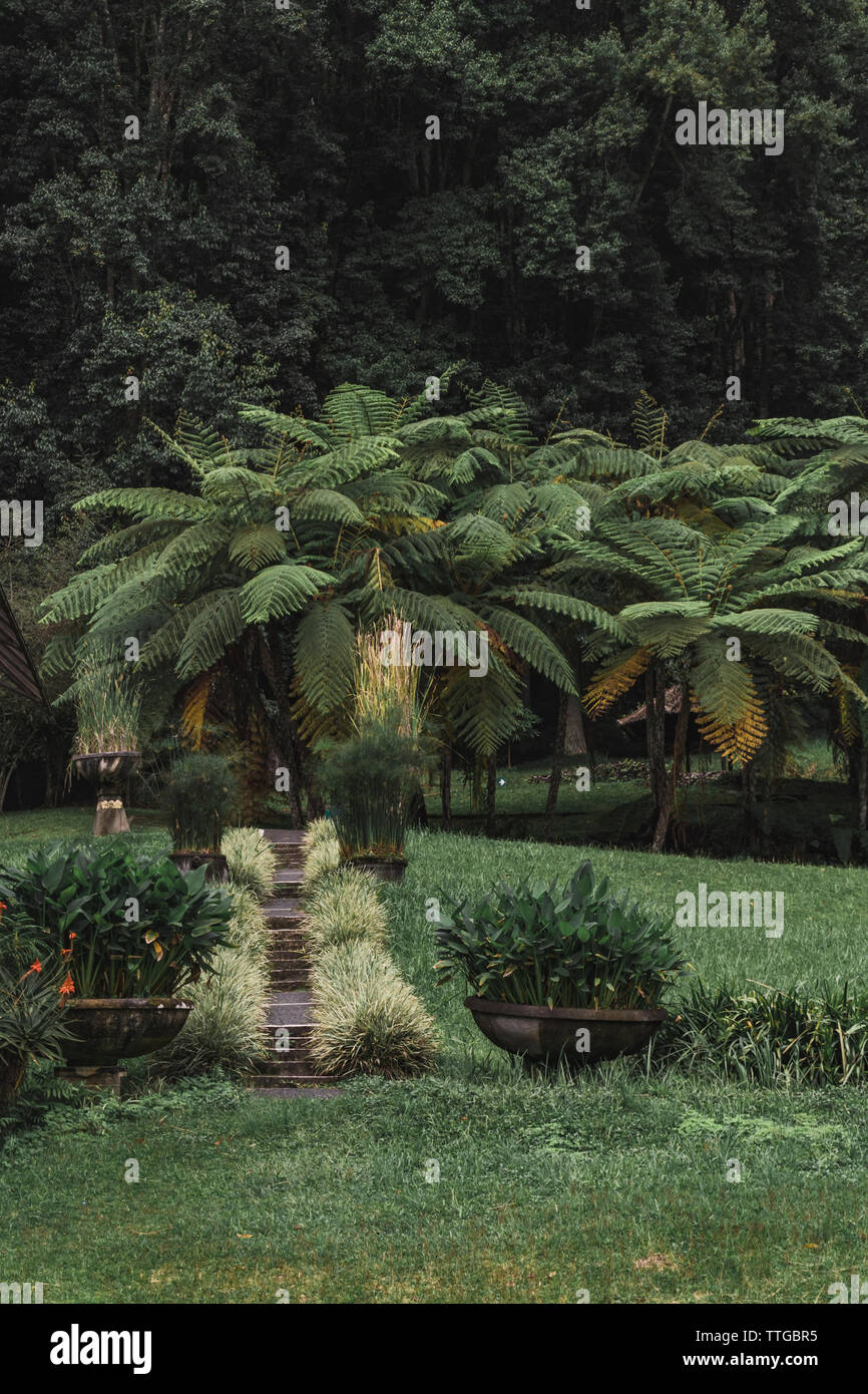 Tropical stone path hi-res stock photography and images - Alamy