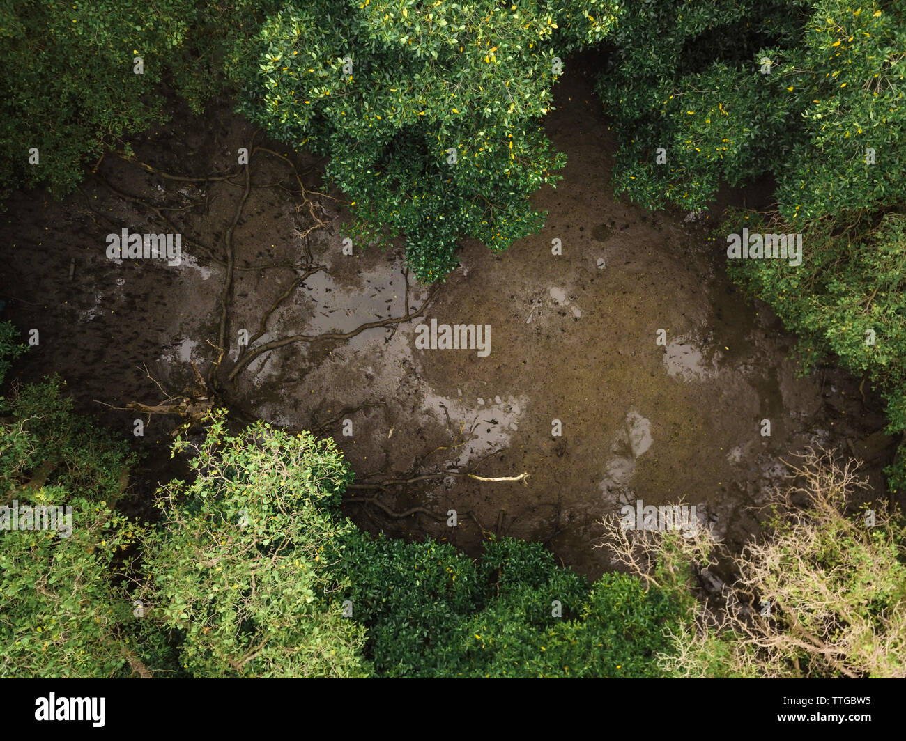 Aerial view of the mangrove forest Stock Photo