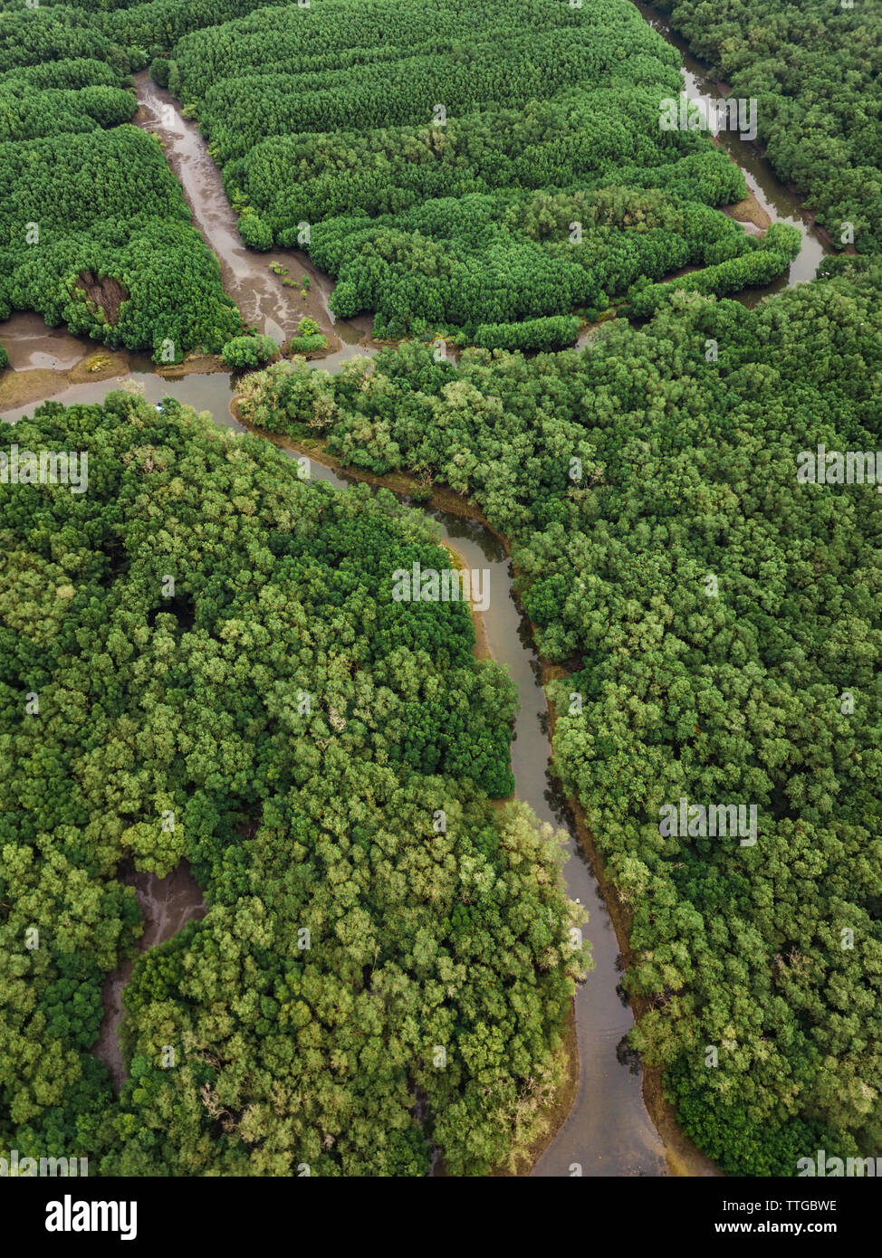 Aerial view of the mangrove forest Stock Photo