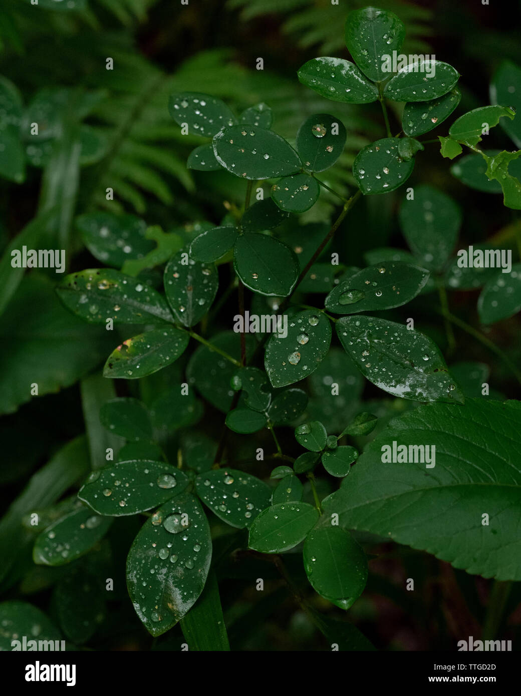 Rain of leaves Stock Photo