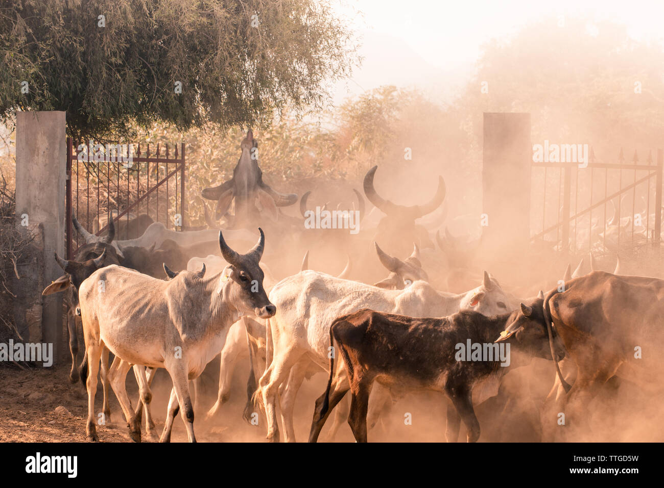 Cow dust hi-res stock photography and images - Alamy