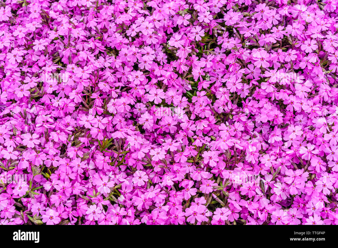 Top view of pink moss phlox (Phlox subulata) in spring flower garden Stock Photo