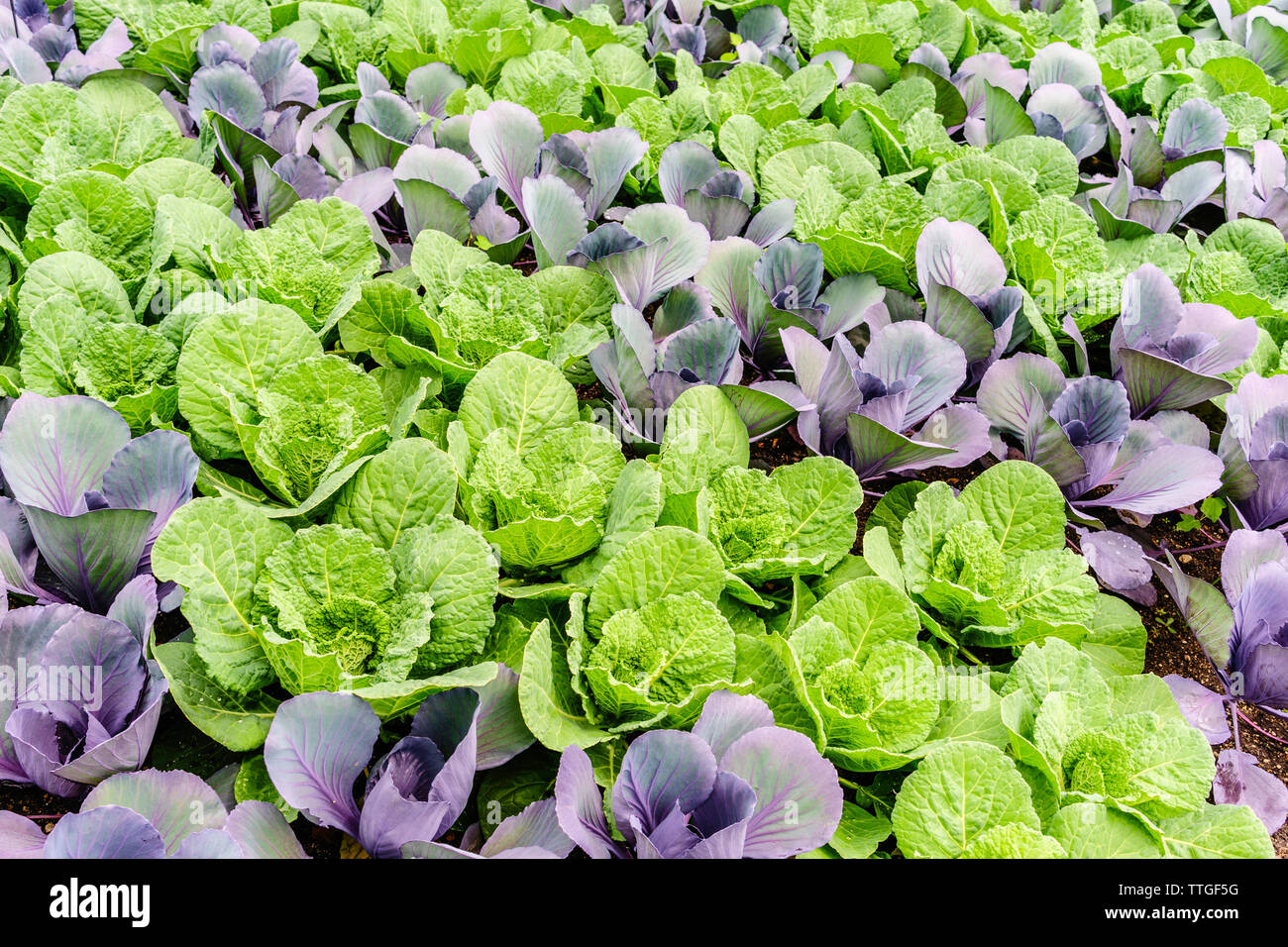 Alternating rows of cabbage cultivars in vegetable garden in spring Stock Photo
