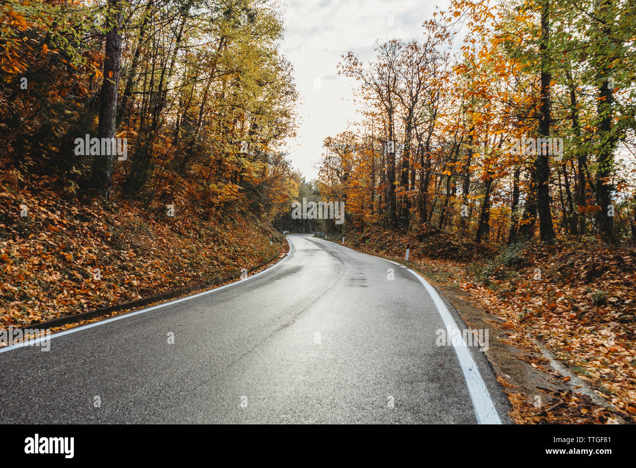 Asphalt road through the yellow forest in Tuscany, autumn season Stock Photo