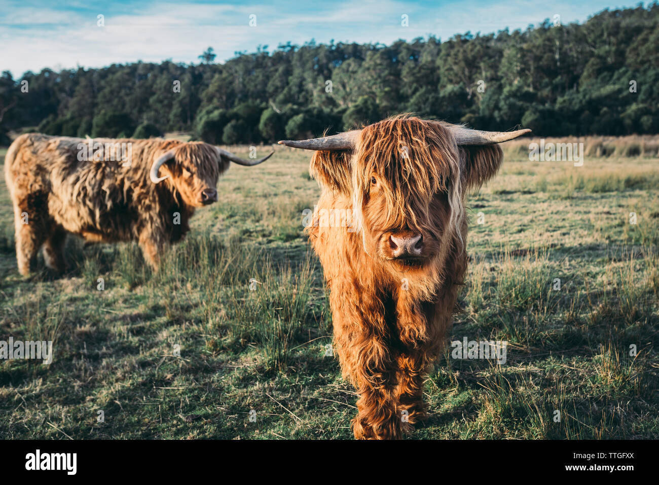 Highland cattles grazing at grassy field Stock Photo