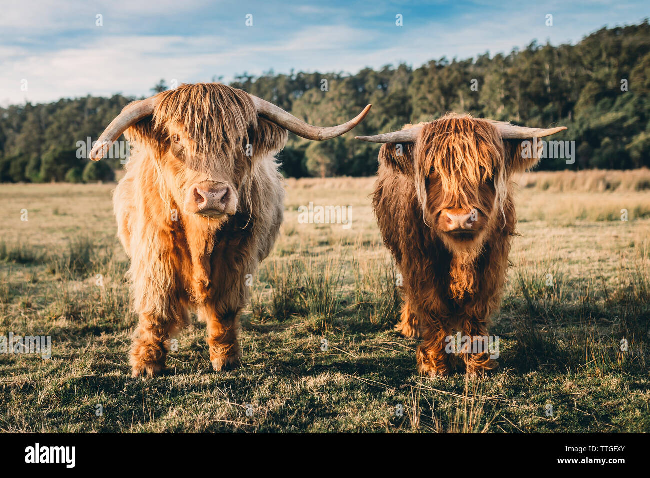Portrait of highland cattles at grassy field against sky Stock Photo