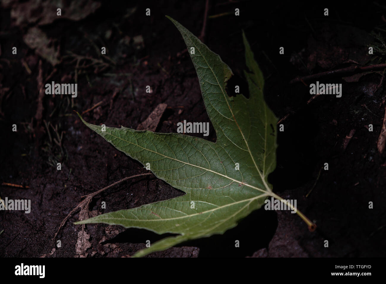 High angle view of sycamore leaf fallen on field in forest Stock Photo