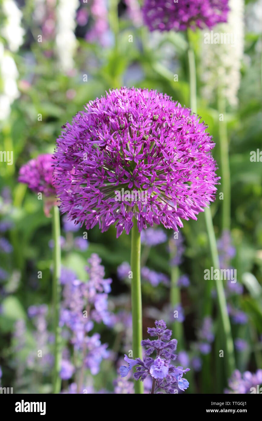 Giant purple allium flowers Stock Photo Alamy