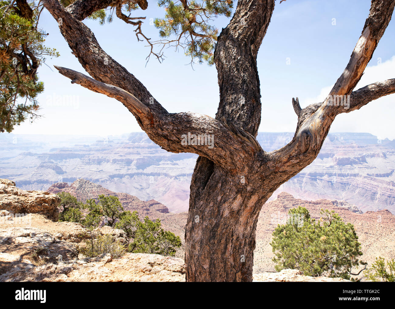 Tree over Grand Canyon in Arizona, Estados Unidos. Stock Photo