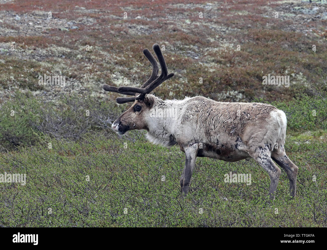 Reindeer buck with antlers standing on tundra summer Stock Photo