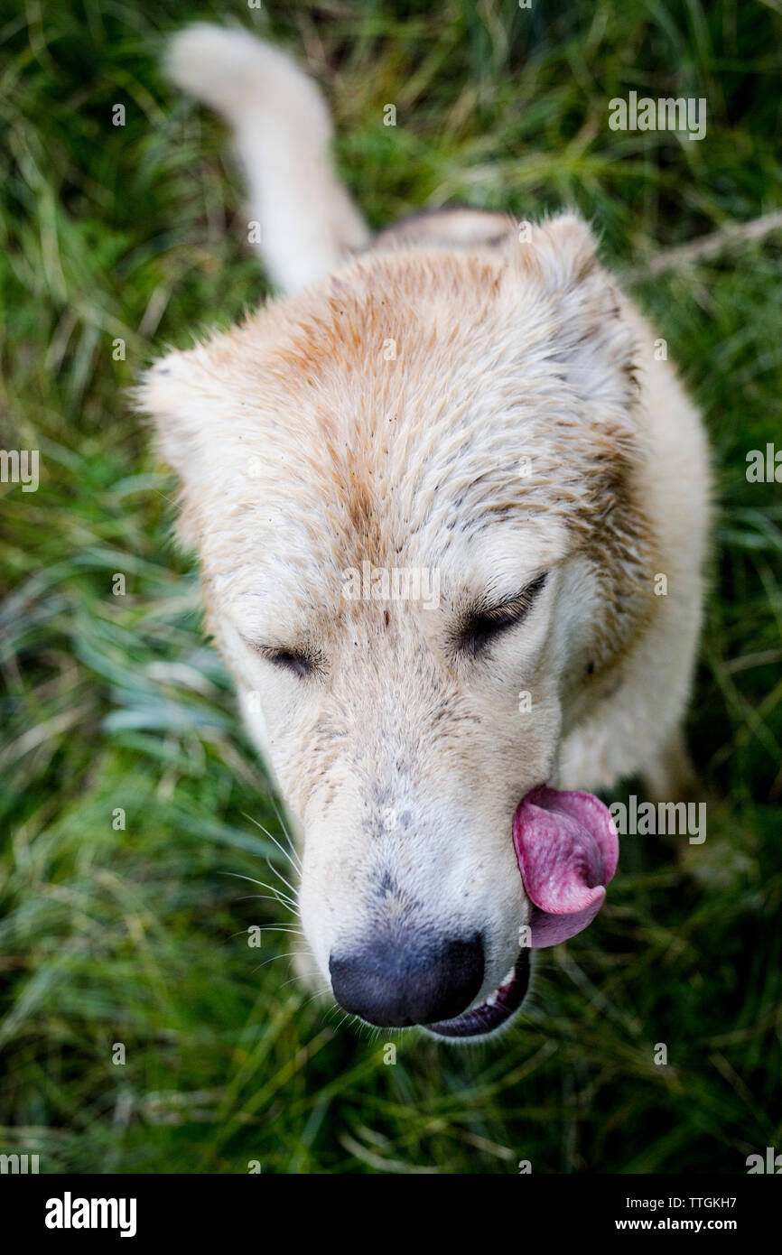 A wet husky dog with her tongue out while hiking in Montana. Stock Photo