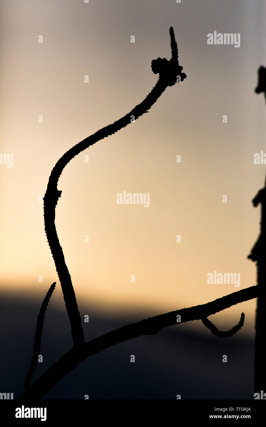 A detailed silhouette of a ponderosa pine branch at sunrise. Stock Photo