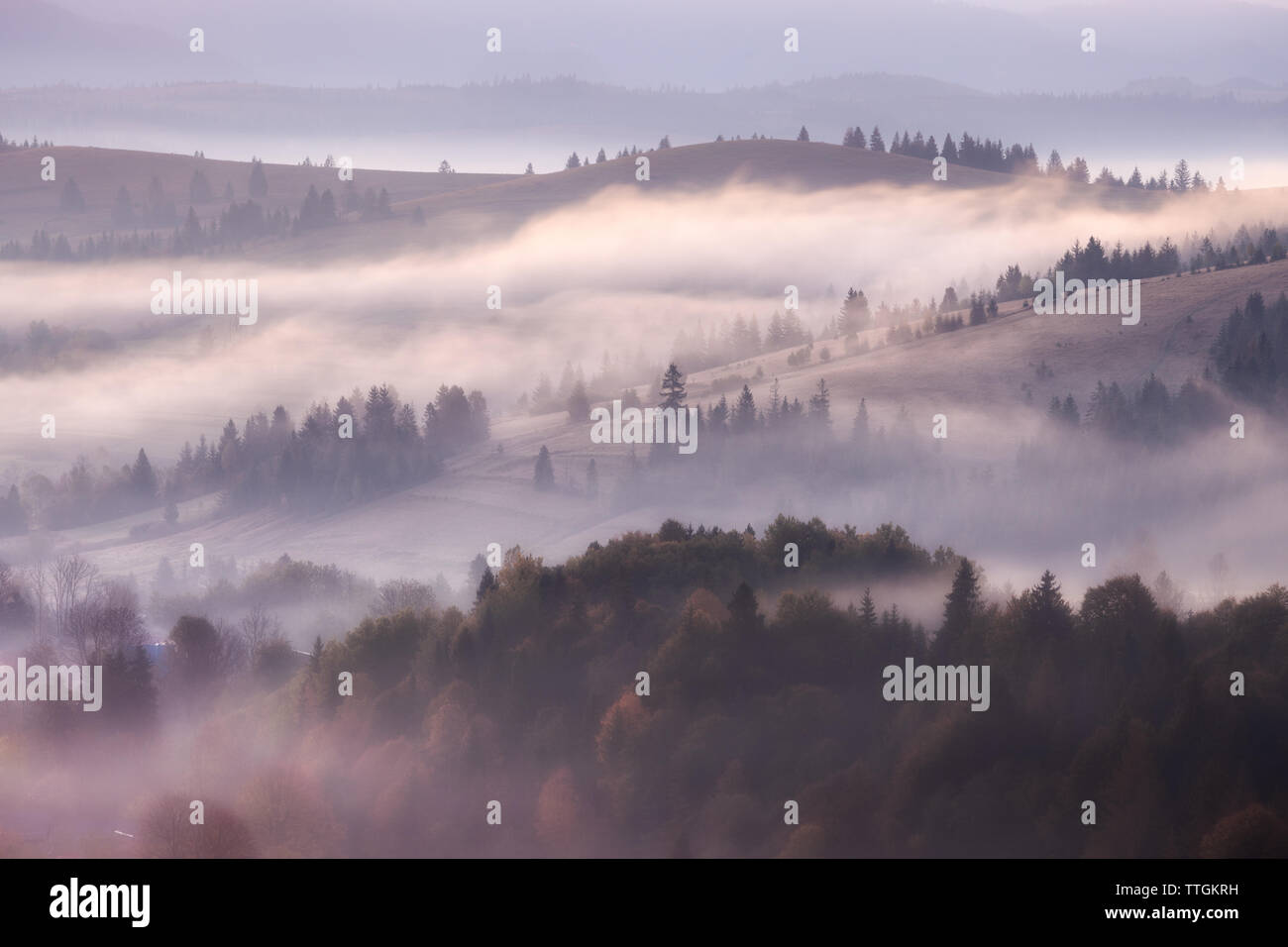 Misty landscape with fir mountain forest. Panorama view of mountain before sunrise Stock Photo
