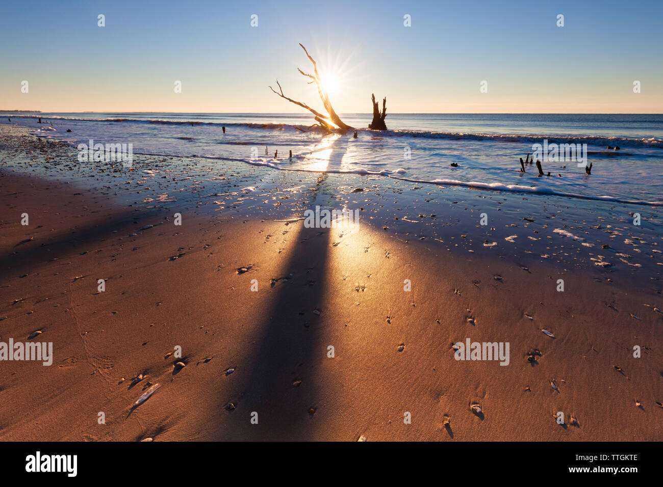 Lonely tree at sunrise. Botany Bay beach, Edisto Island, South Carolina, USA Stock Photo
