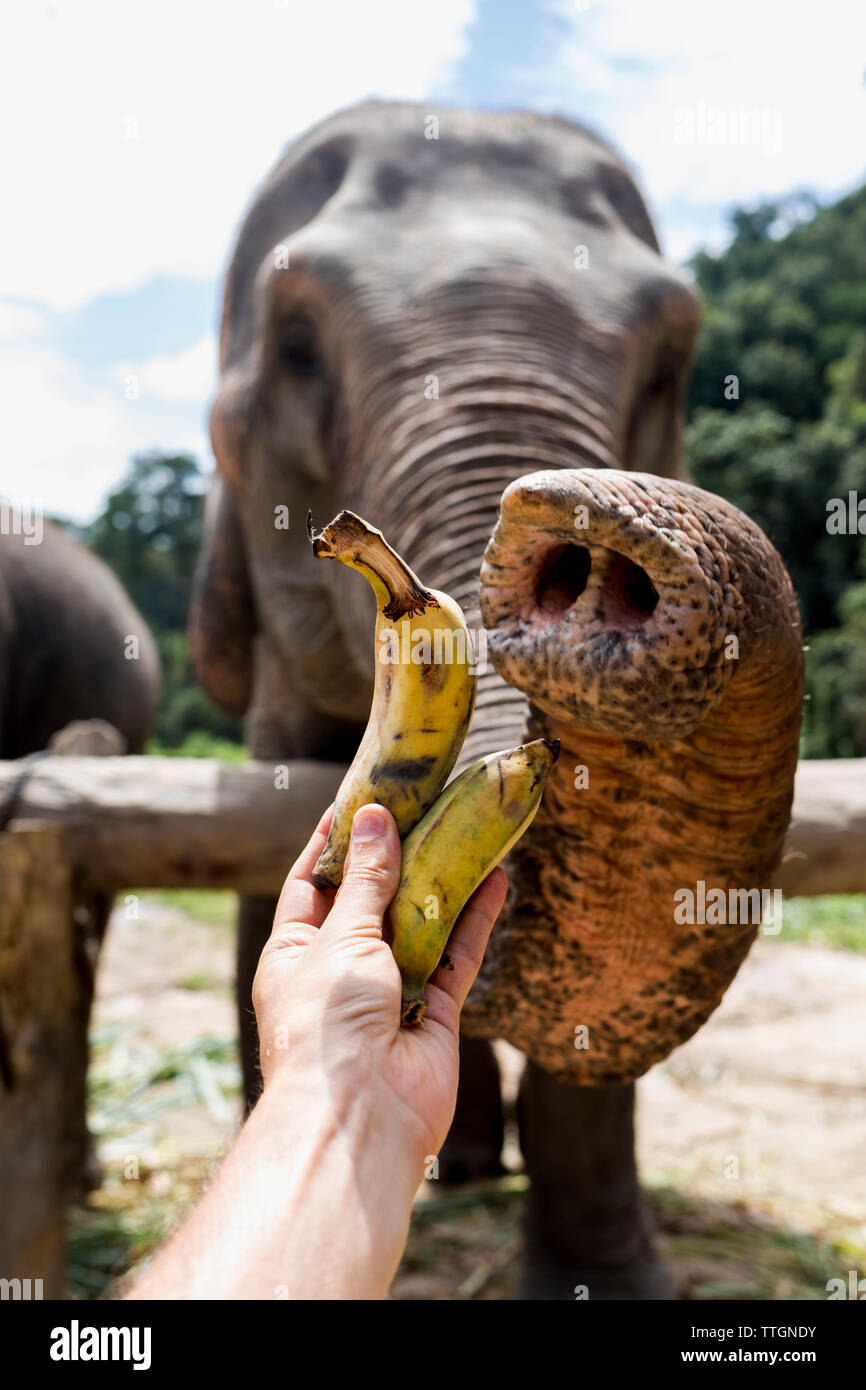 Man feeding Elephants in a Elephant Sanctuary. Chiang Mai, Thailand. Stock Photo