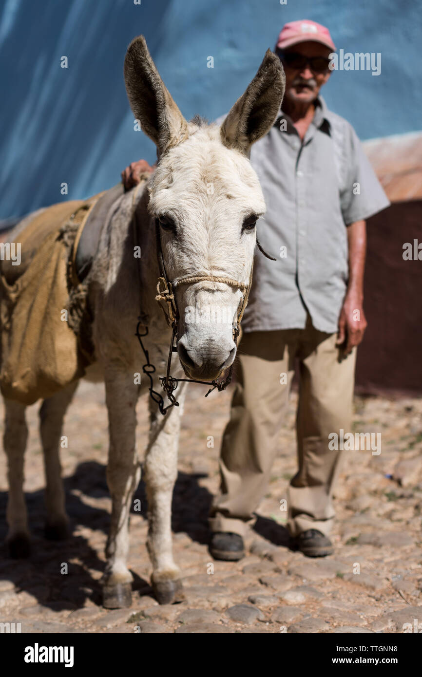 Elderly gentleman strolling with his donkey.Trinidad, Cuba. 2017. Stock Photo