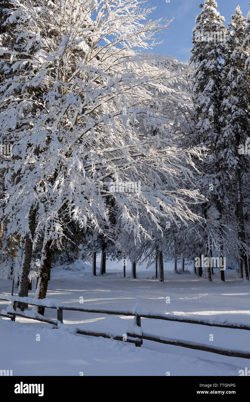 Landscape frozen woods during hi-res stock photography and images - Alamy