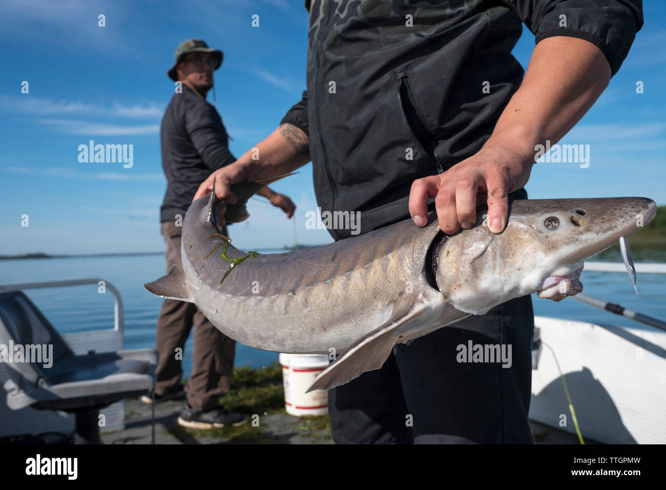 Mohawk men catch sturgeon in Akwesasne Waters with bait and line Stock Photo