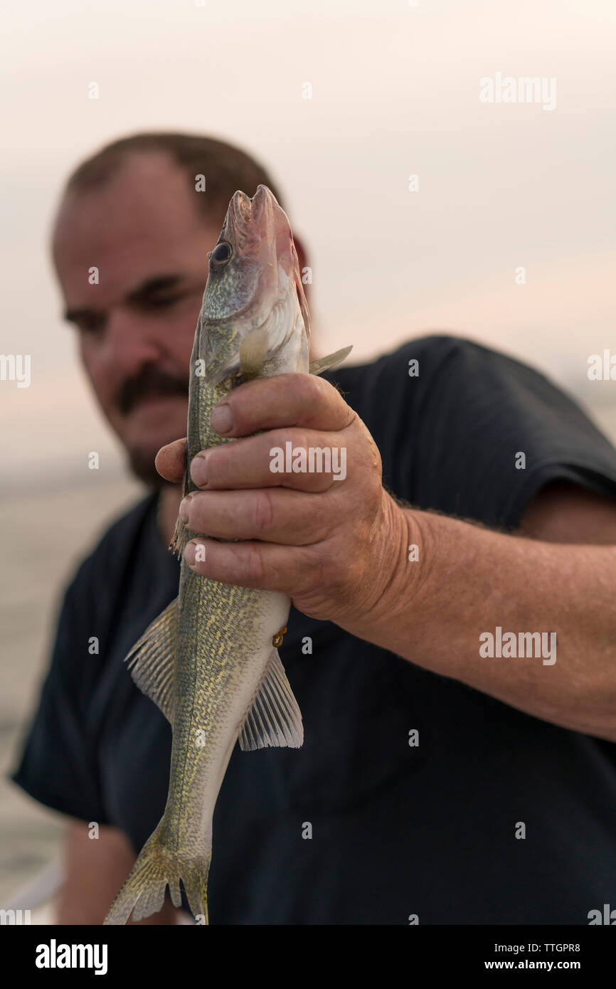 A Fisherman Catches a Walleye on Lake Erie, Michigan Stock Photo
