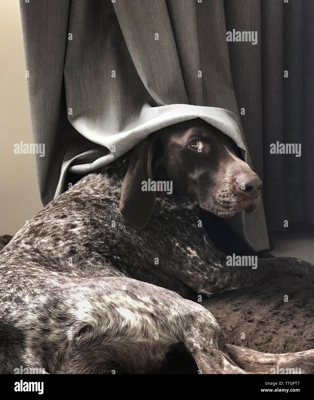 Funny German Shorthaired Pointer Dog with Curtain on it's head Stock Photo