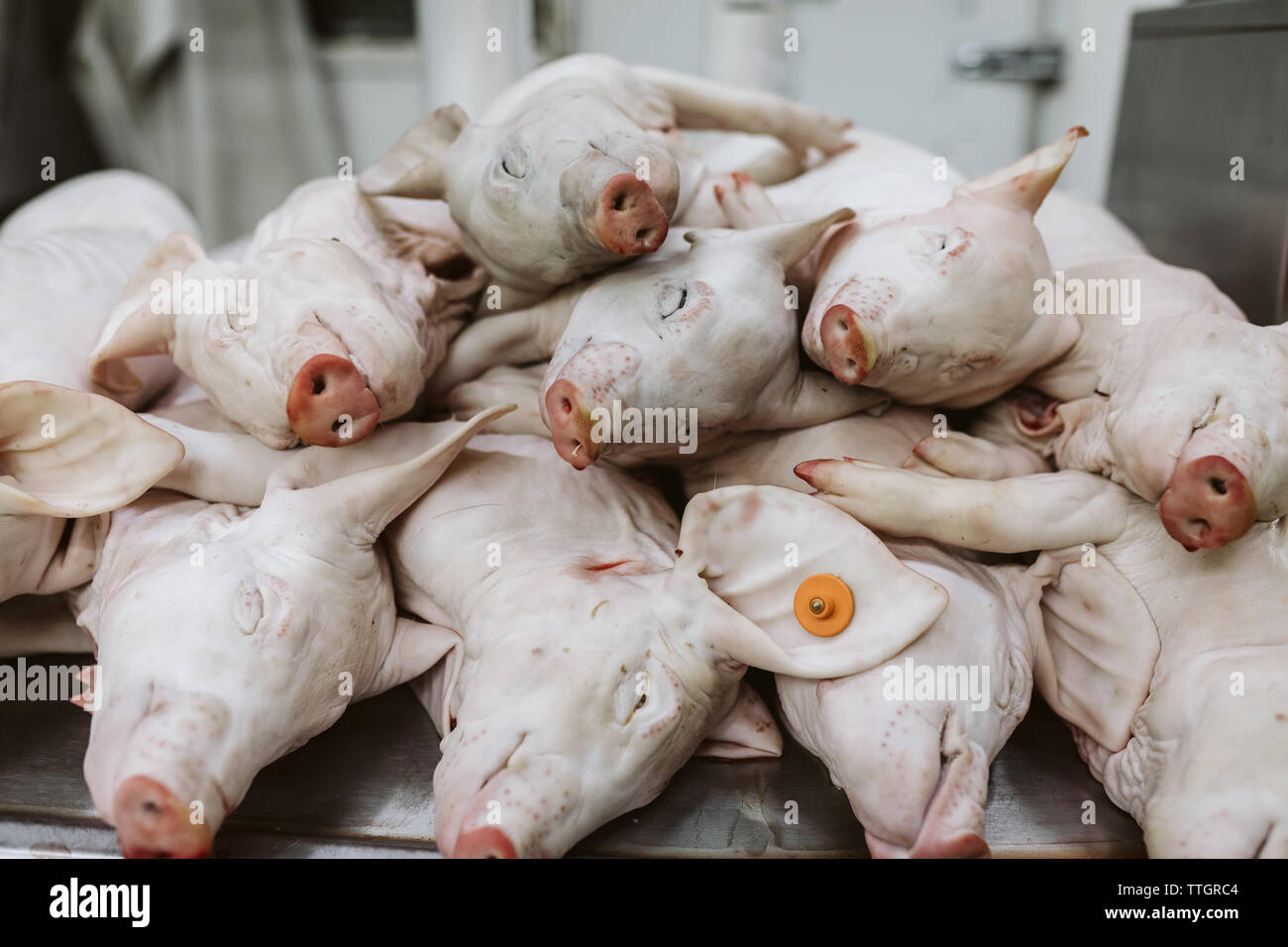 dead-baby-pigs-stacked-on-display-at-a-street-market-in-mexico-city