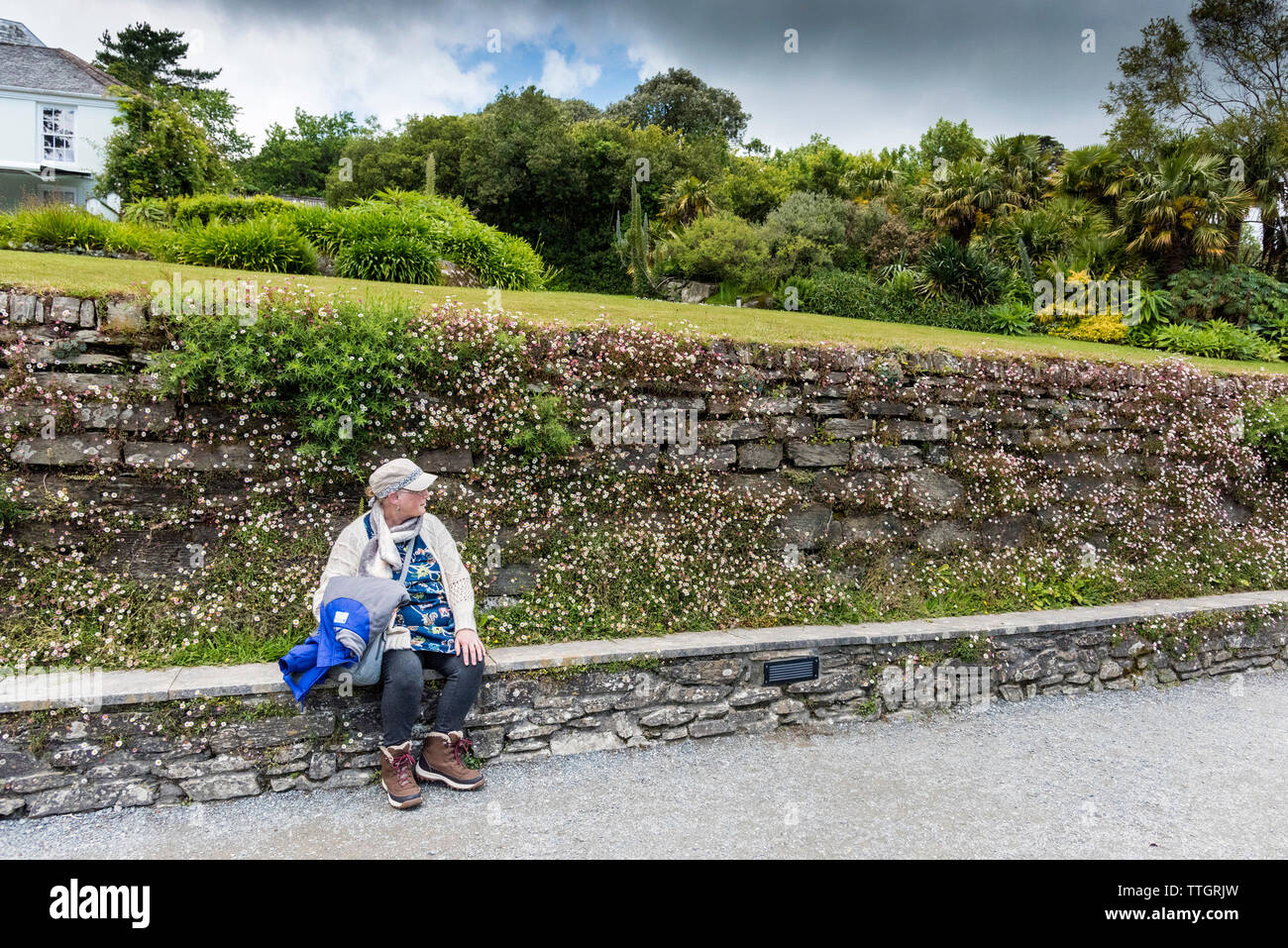 A visitor resting and sitting in front of a rustic wall covered in Erigeron karvinskianus at Trebah Garden in Cornwall. Stock Photo