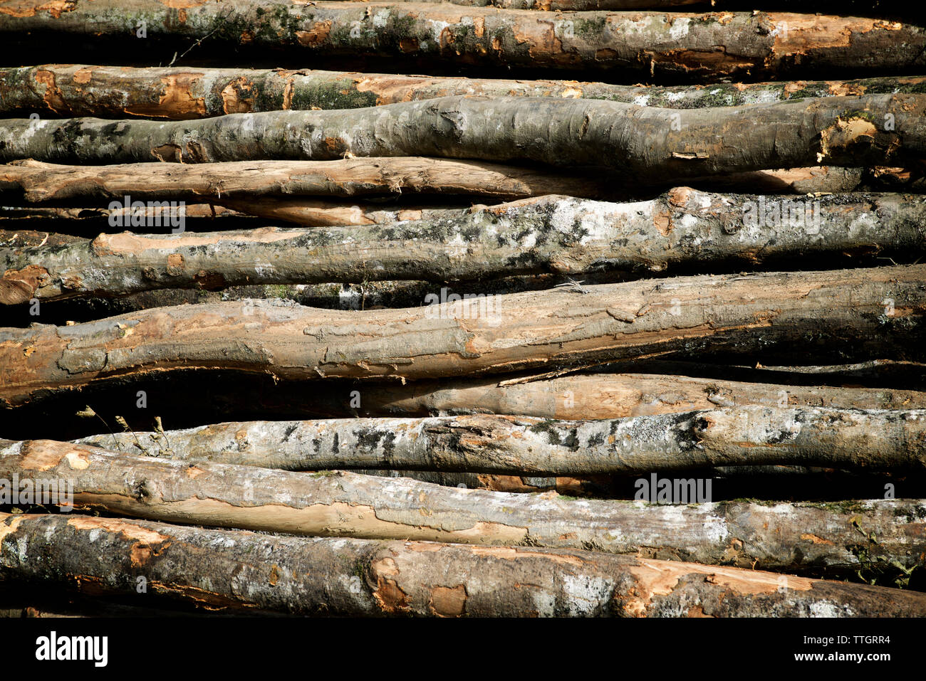 Deforestation and nature hi-res stock photography and images - Alamy