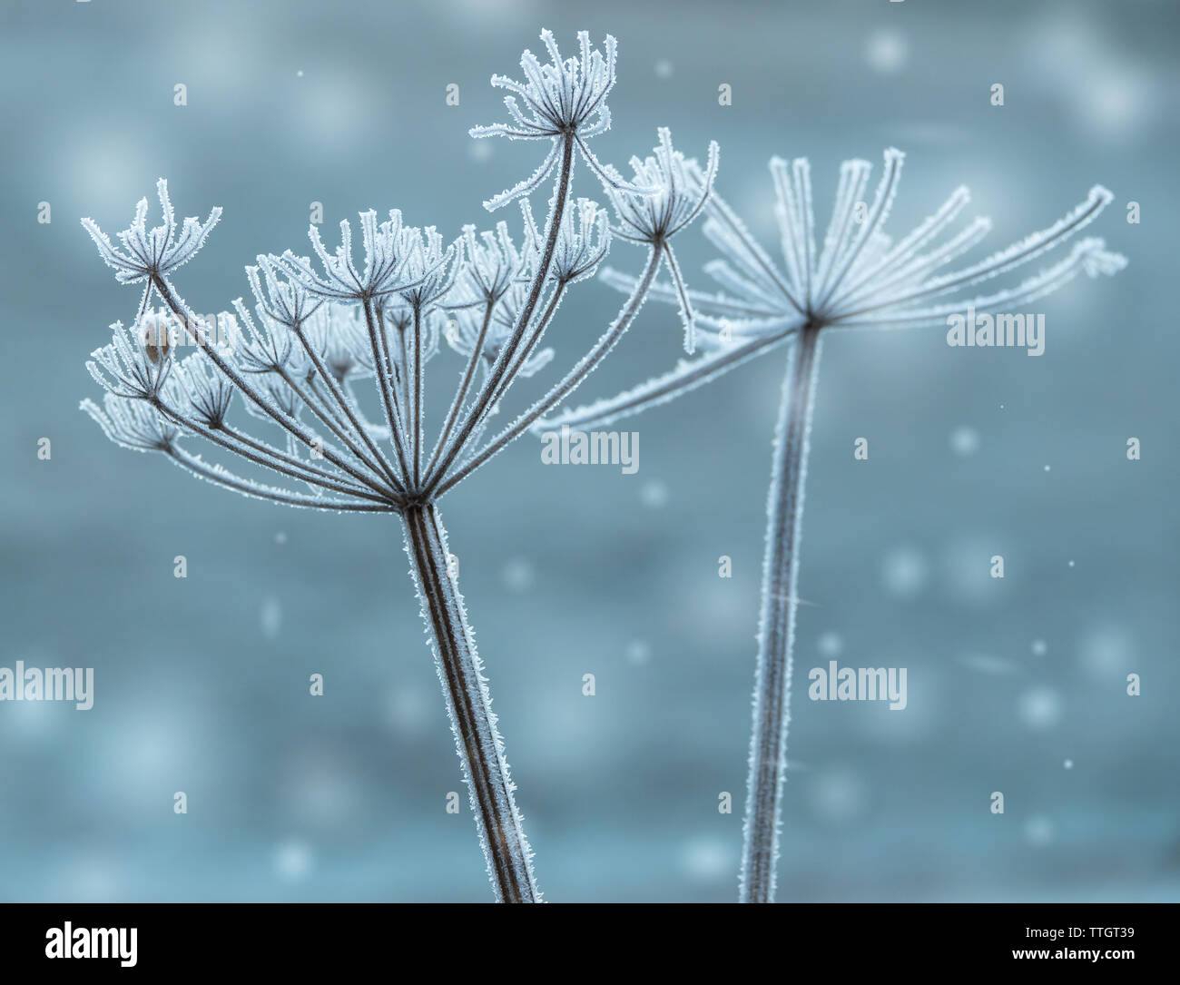 Hoar frost on cow parsley Stock Photo Alamy