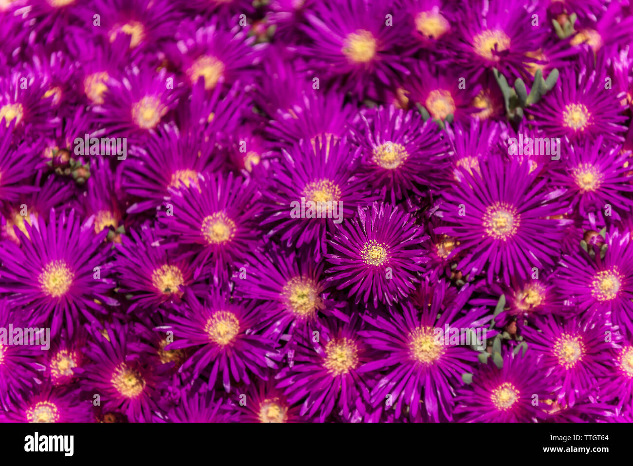 Trailing Ice Plant, Lampranthus spectabilis. Stock Photo