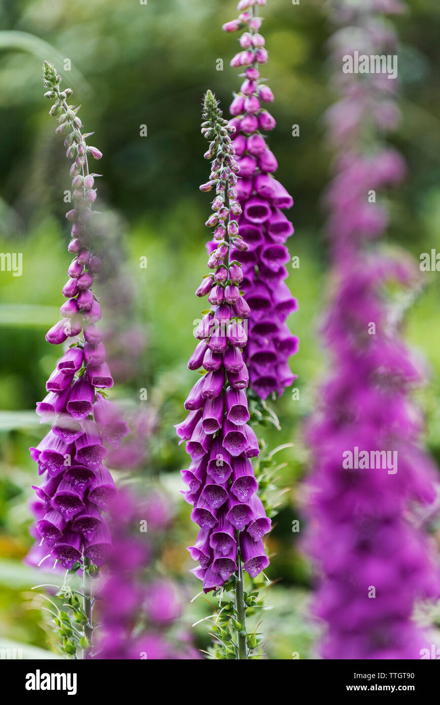 Common Foxglove, Digitalis purpurea Stock Photo