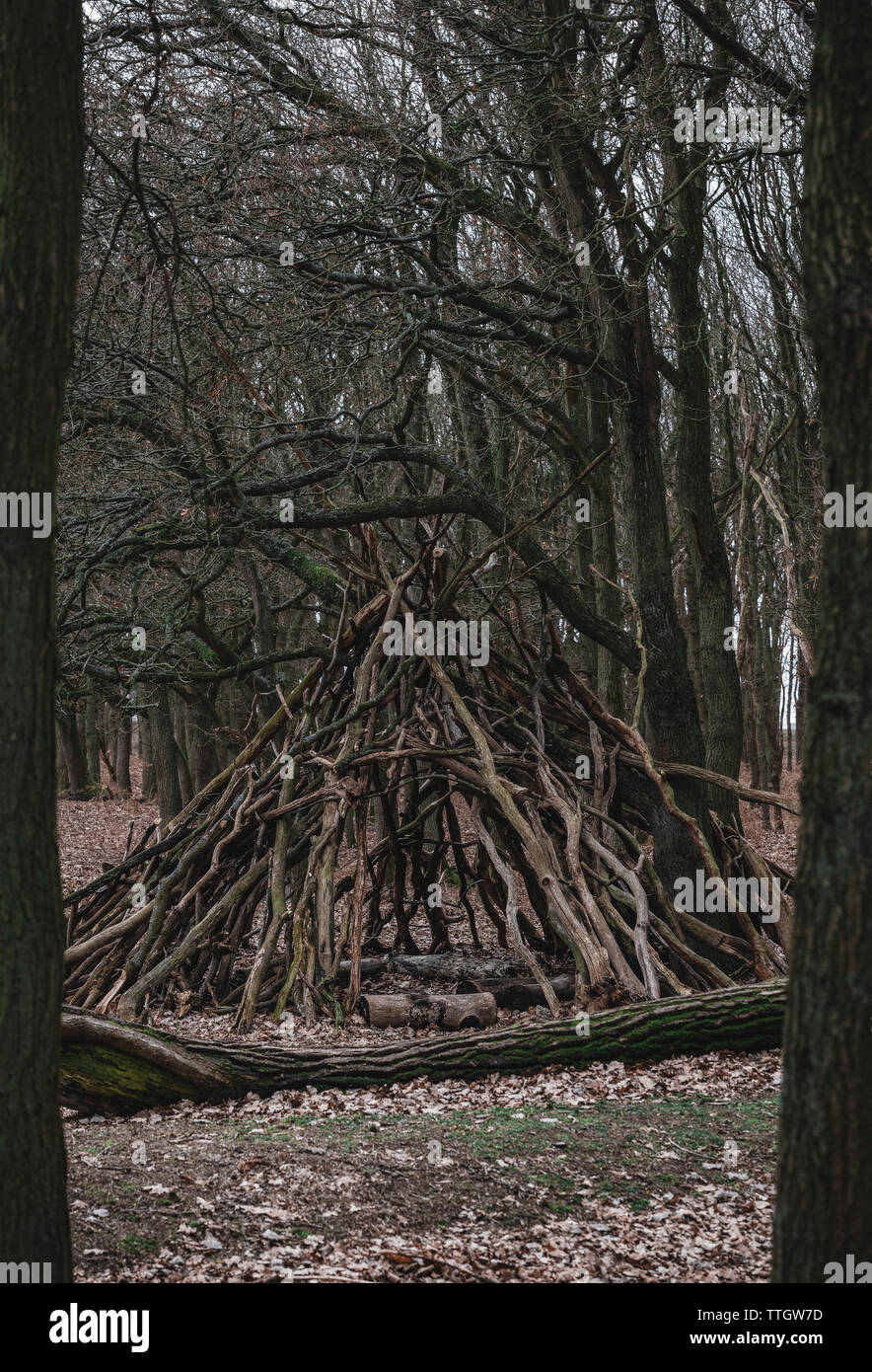 Shelter with branches for animals in the forest. Stock Photo