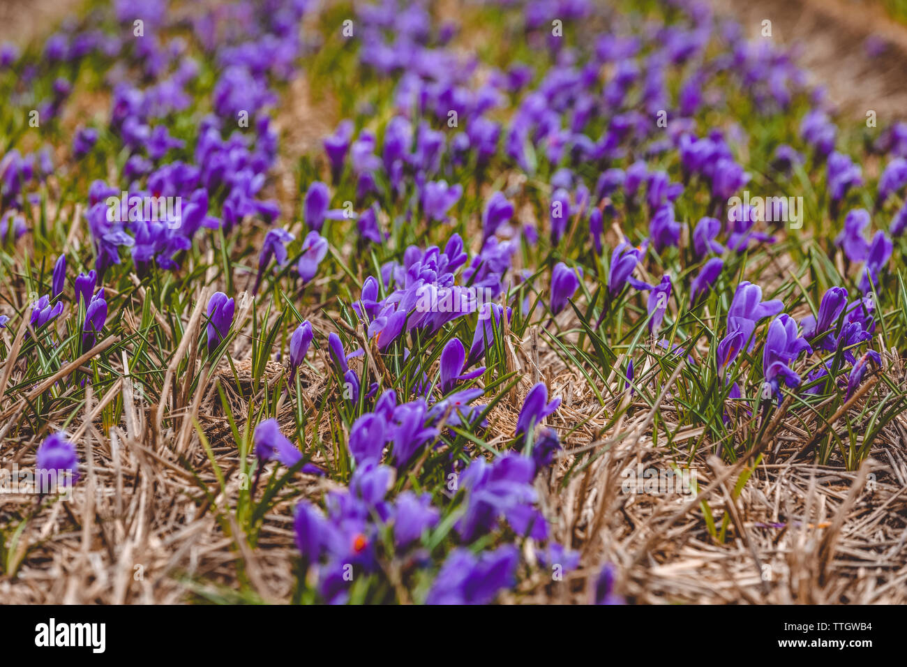 Crocus fields hi-res stock photography and images - Alamy