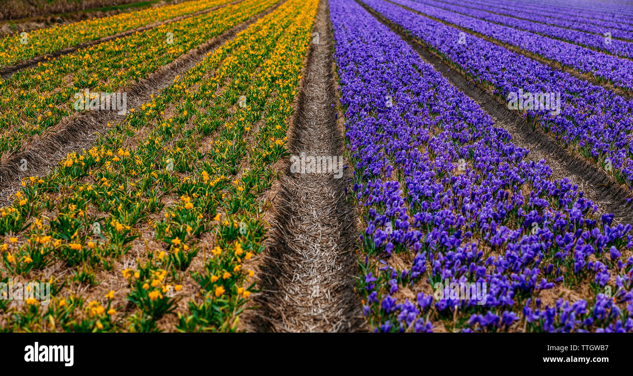 Blooming crocuses and blooming daffodils on farm field. Stock Photo