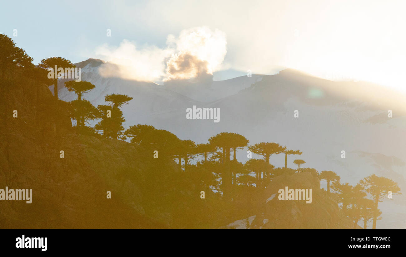 Ash spews from Volcan Copahue in the background of araucaria trees. Stock Photo