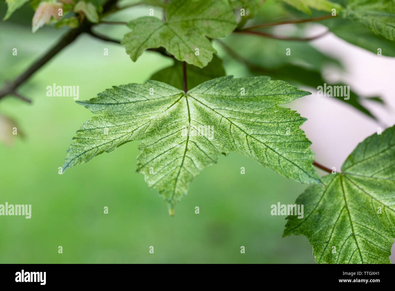 Variegated sycamore hi-res stock photography and images - Alamy