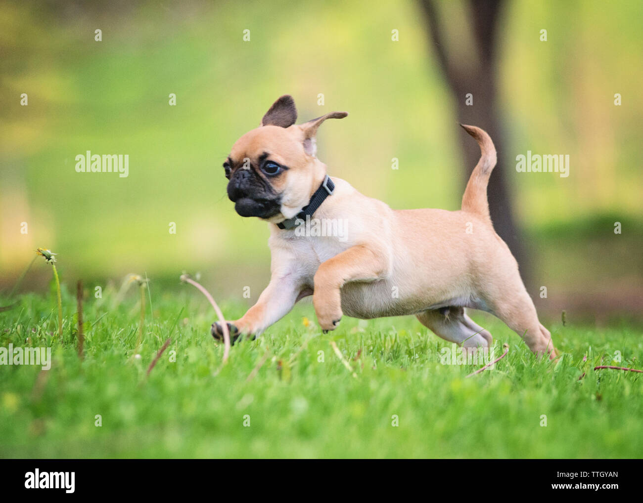 Pug running on grassy field at park Stock Photo