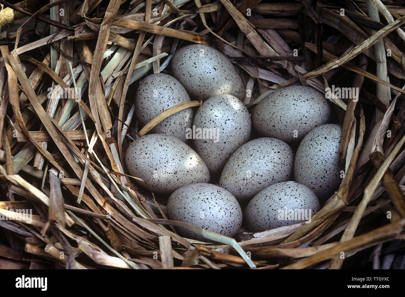 Close-up of eggs in American Coot's (Fulica Americana) Nest Stock Photo