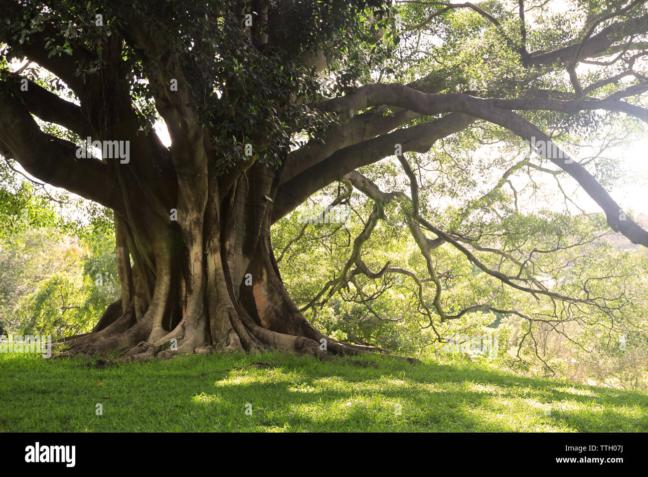 Large Tree in Australia Stock Photo Alamy